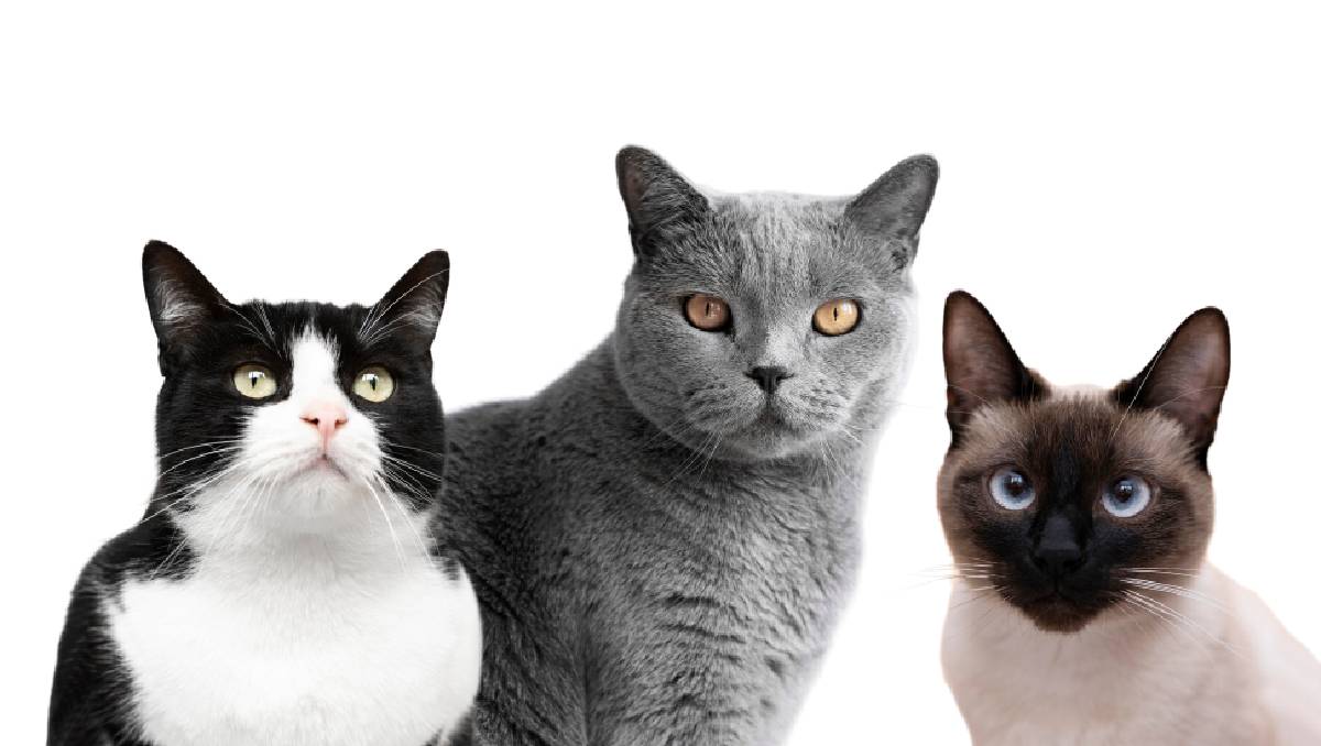 Gatos
