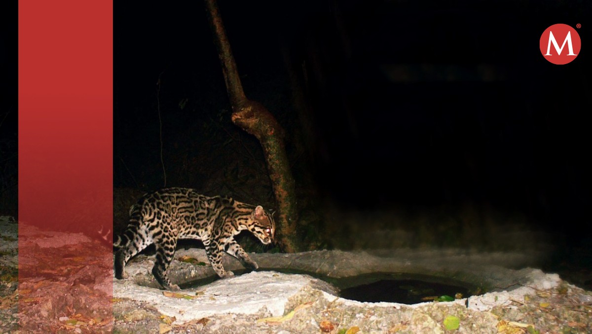 Instalan cisternas para hacer frente a sequía en sierra de Tamaulipas