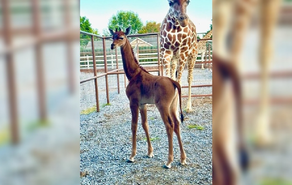 La jirafa de menos de un mes de nacida ya mide 1.80 metros (foto: Zoológico Britghts)