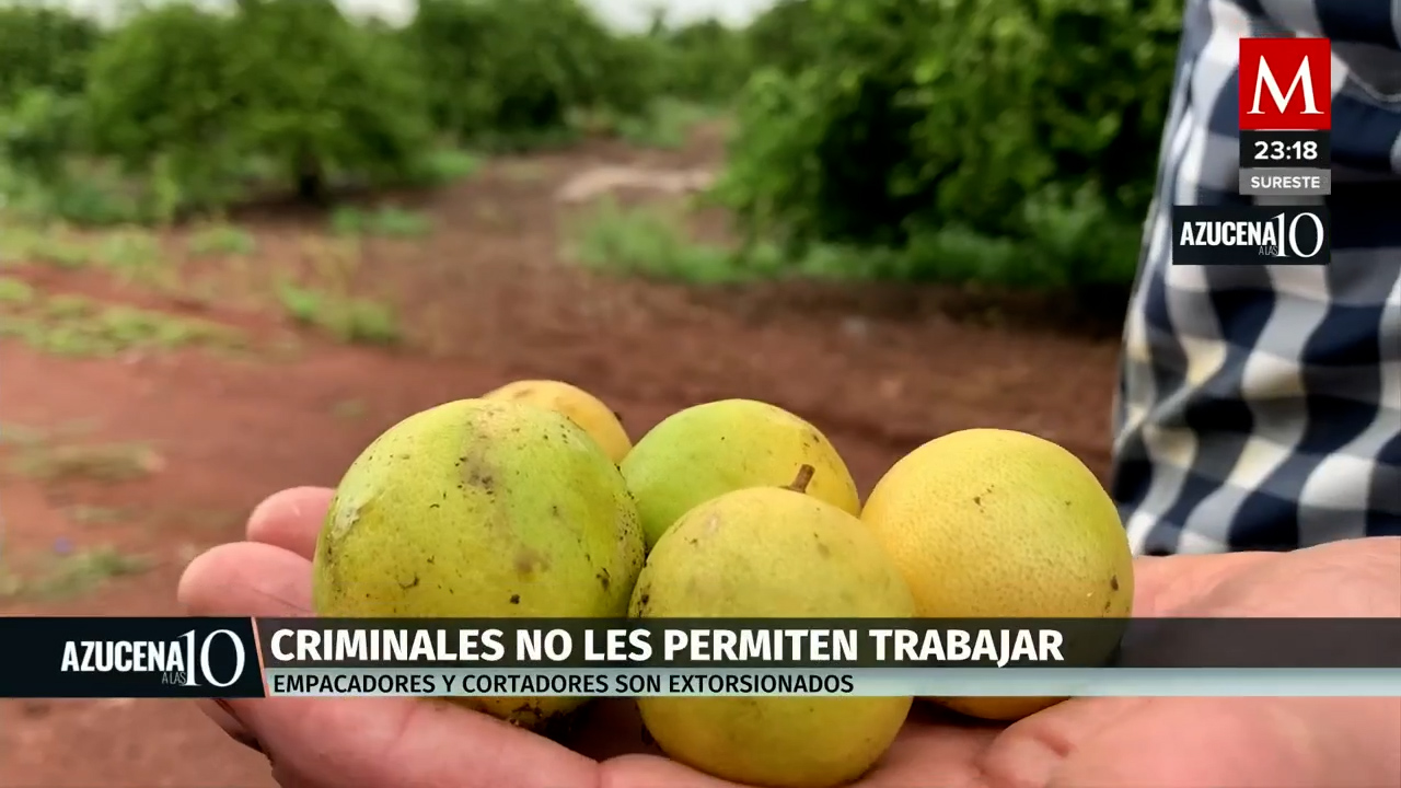En Michoacán asedio de "Los Viagra" obliga a limoneros a detener producción