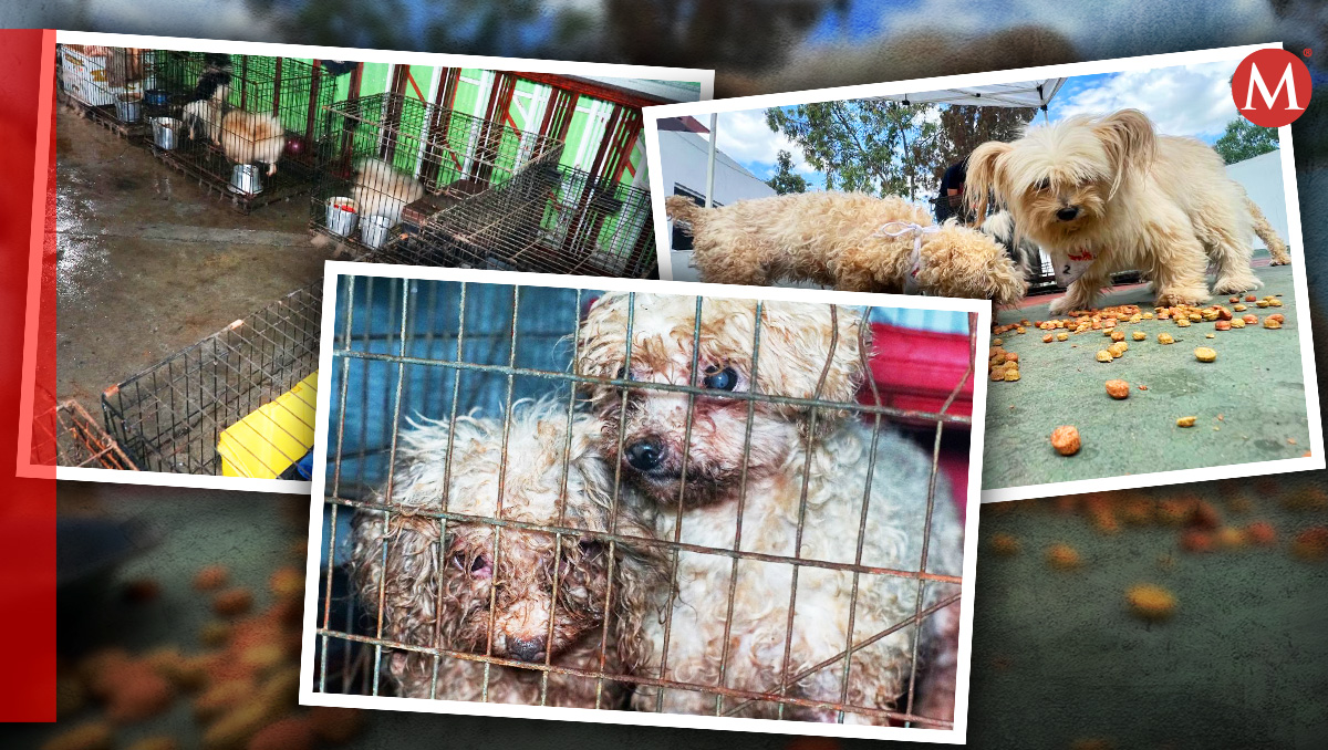 Los perros se encontraban en condiciones precarias y en un espacio de 20 metros. (Especiales)