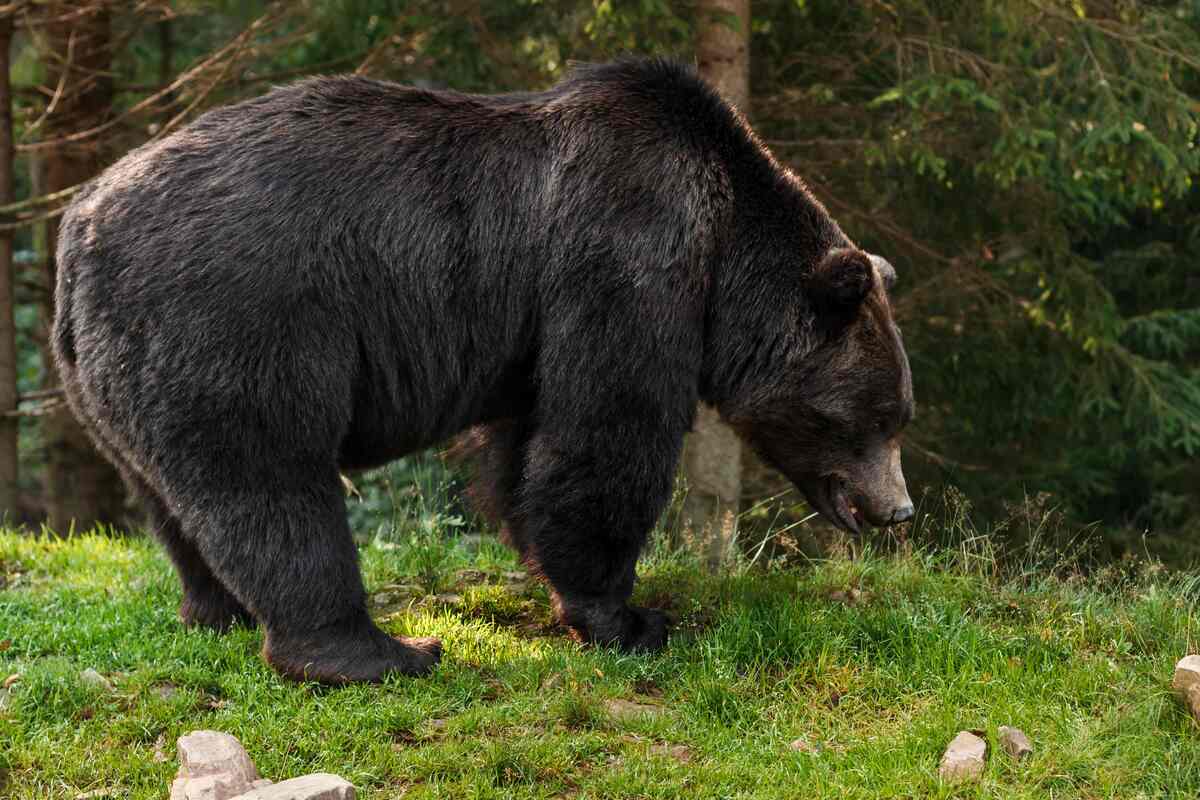 Autoridades forestales de EU reportan que algunos osos se han acostumbrado a los humanos (Foto: Freepik).