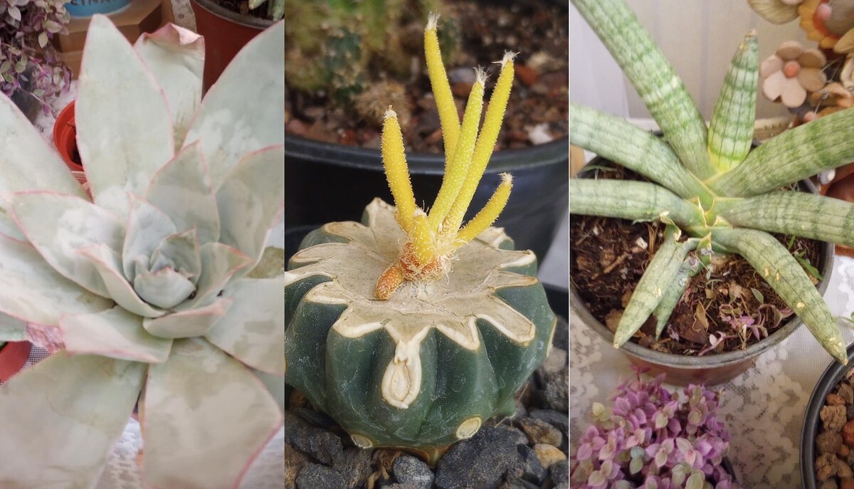 Combate el estrés por las altas temperaturas en La Laguna y cultiva un cactus. (Especial)