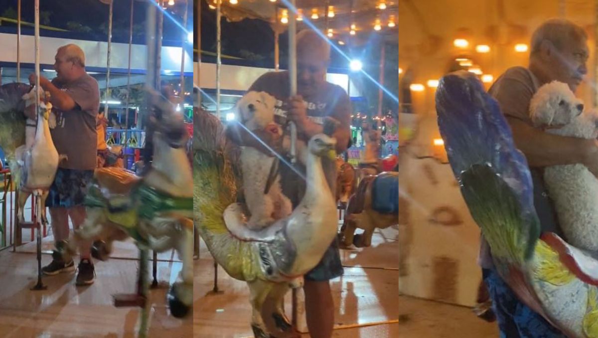 Perrito paseando en carrusel.