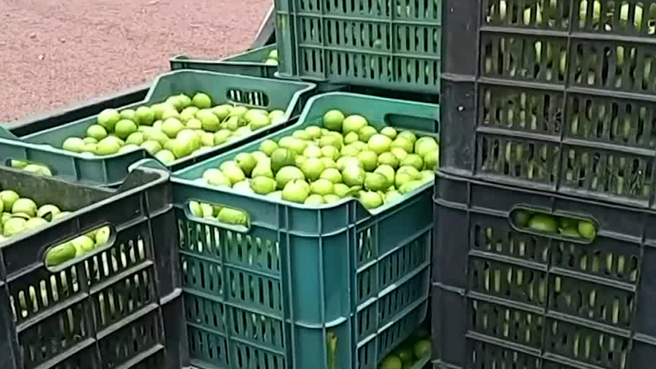 Productores de limón presentan denuncia por extorsión tras ser amenazados por grupos criminales