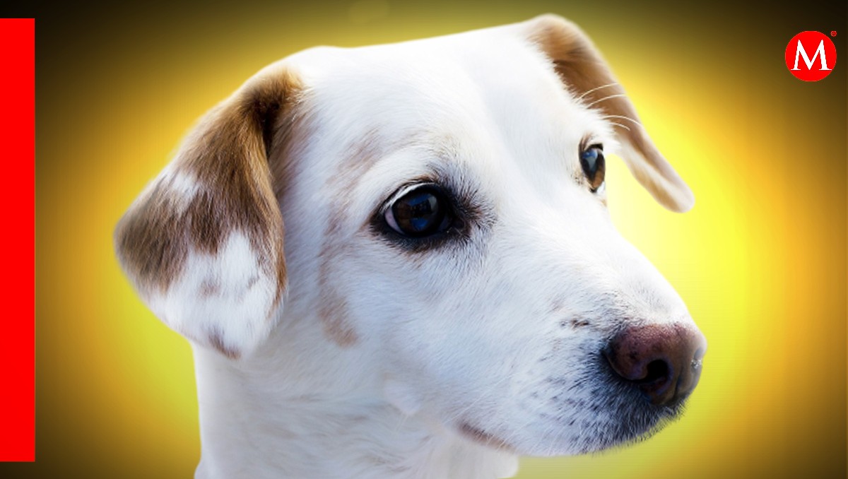 Luto por muerte de perritos. | ESPECIAL