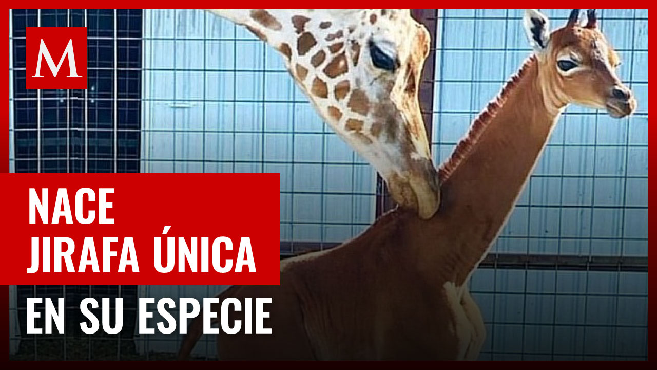 Nace jirafa única en su especie en zoológico de Tennesse
