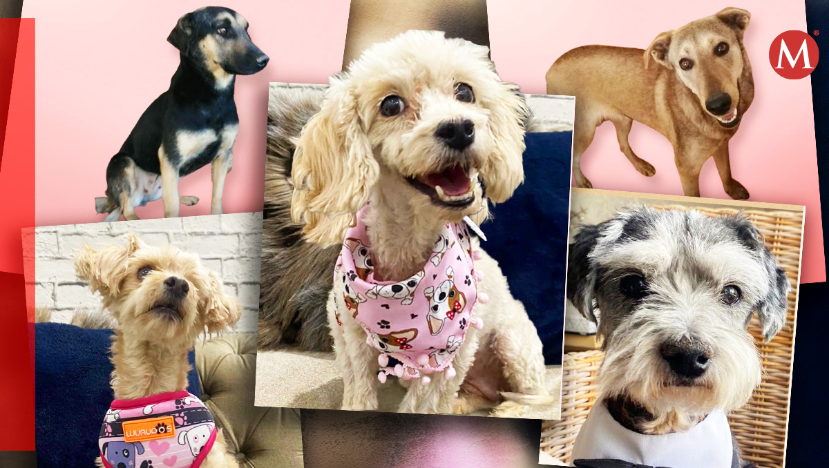 ¿Quieres rescatar perritos? Conoce toda la labor detrás de esta noble causa