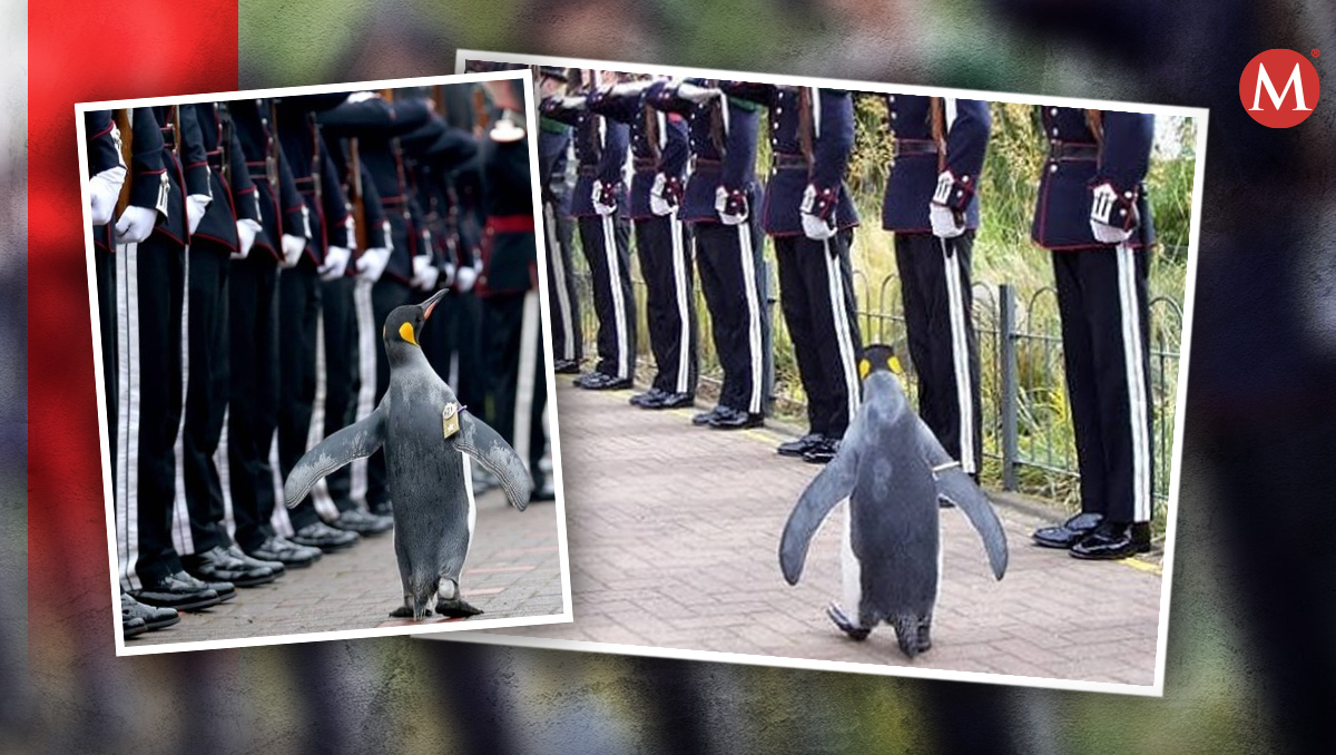 Sir Neils Olav III fue condecorado en una ceremonia real | Especial