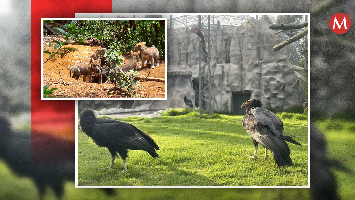 El zoologico (Especial)