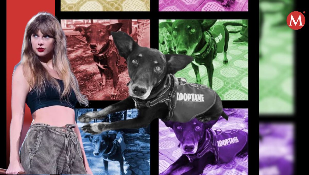 Una página dedicada a difundir casos de rescate animal y perros en adopción, lanzó en La Laguna el "Elmer The Adoption Tour".