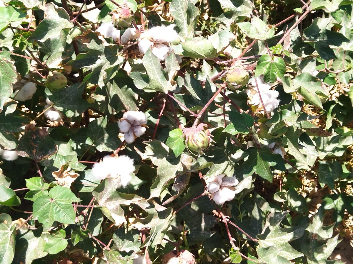 Producción de algodón en La Laguna. | Adriana Magallanes