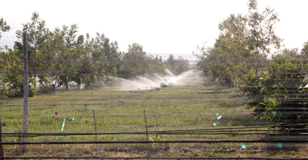 Casas vinícolas aseguran eficientar su uso del agua con la implementación de tecnologías de riego. | Roberto Amaya