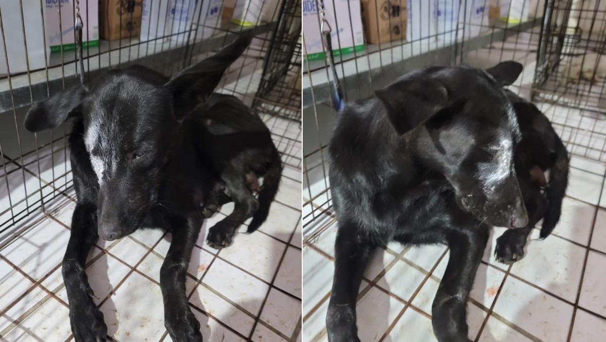 Clavan cuchillo a perrita en Sonora | Especial