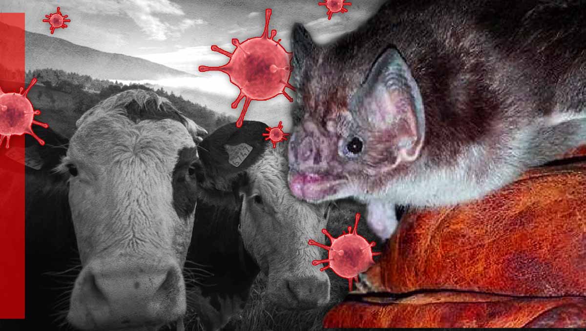 Alertan de virus  transmitido de murciélagos al ganado en Edomex | Especial