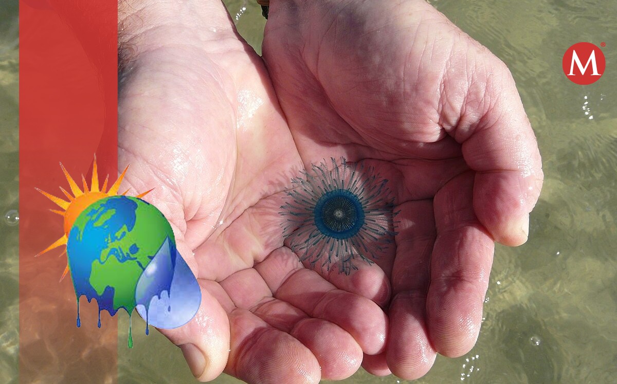 Medusa Botón Azul en playa Miramar
