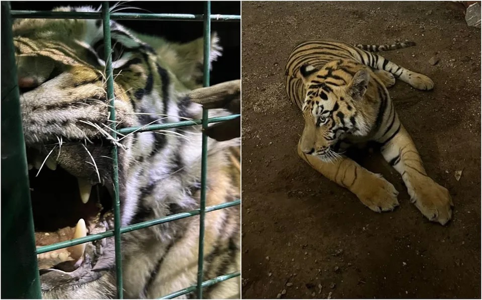 El tigre fue capturado en Tlaquepaque. (Usi toledo)