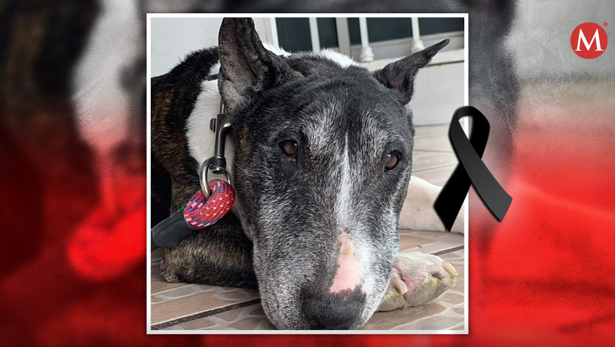 Perrito Tai sacrificado en San Luis Potosí / Facebook