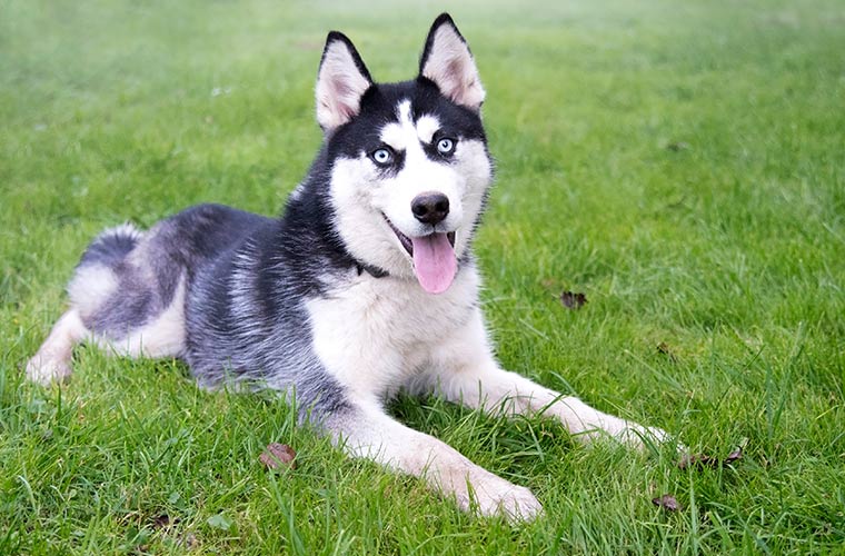 Perro Husky