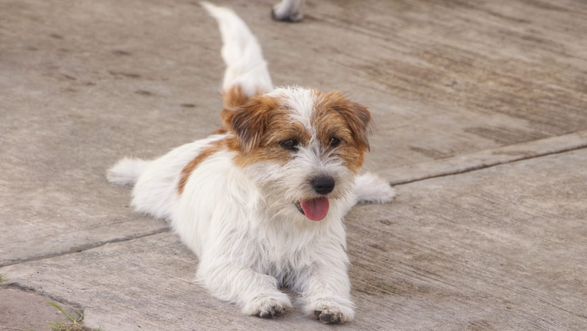 Así puedes cuidar a tu mascota durante fiestas patrias en Puebla | Melanie Torres