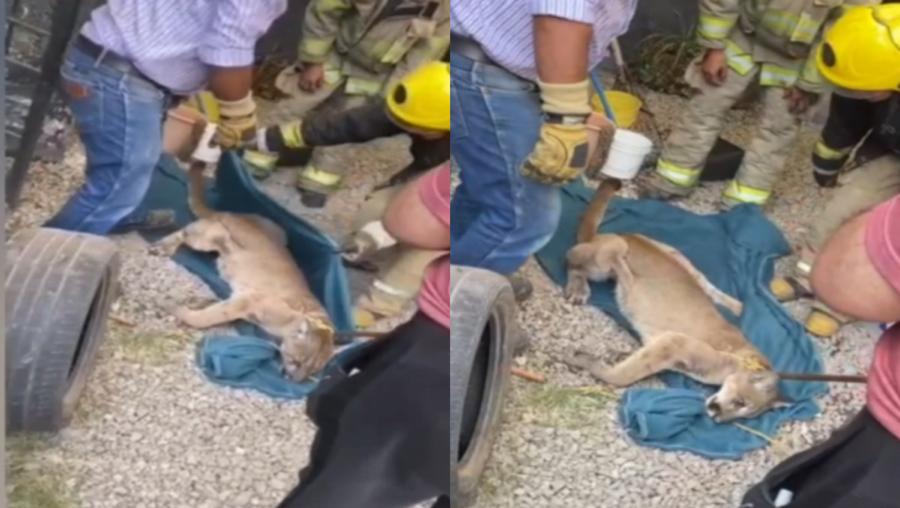 Encuentran a un puma dentro de negocio.