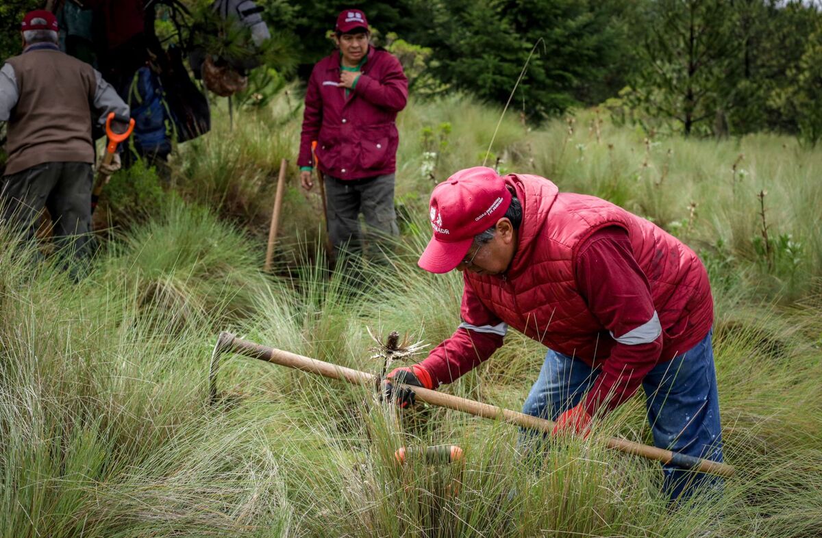 La Sedema convocó a una reforestación en el Ajusco