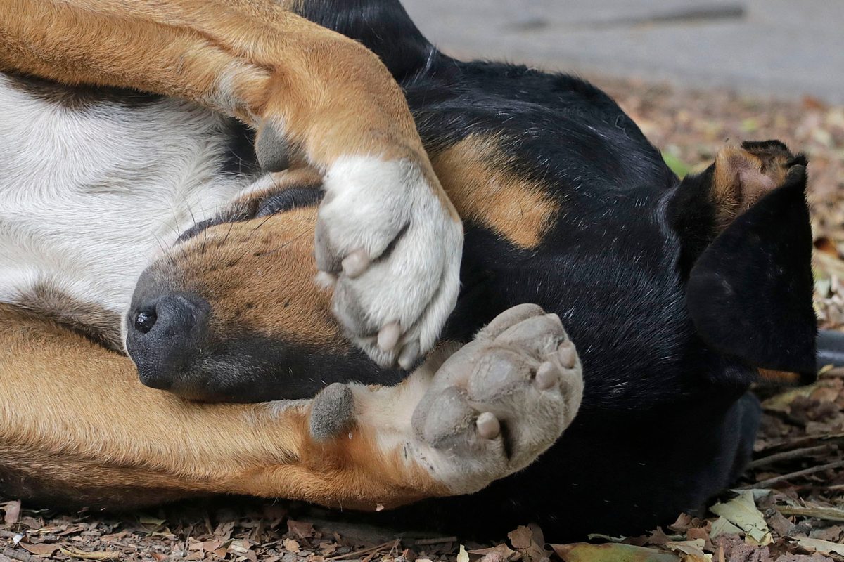 Maltrato animal en Puebla | Melanie Torres