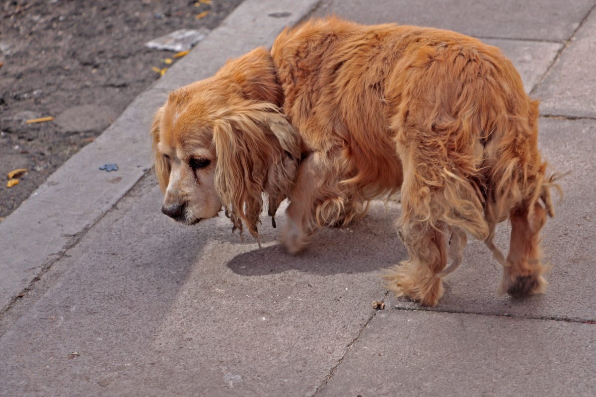 Maltrato animal en Puebla | Melanie Torres