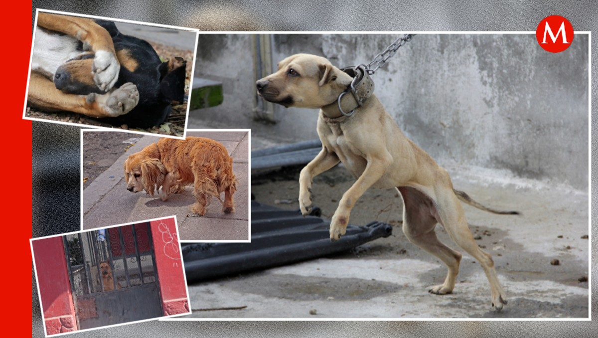 Puebla, foco rojo en maltrato animal | Melanie Torres / Agencia Enfoque