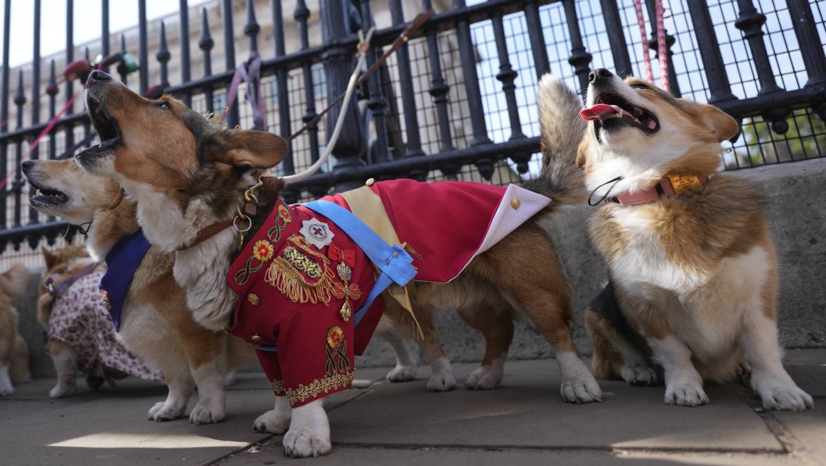 La marcha de los corgi desde Londres | AP