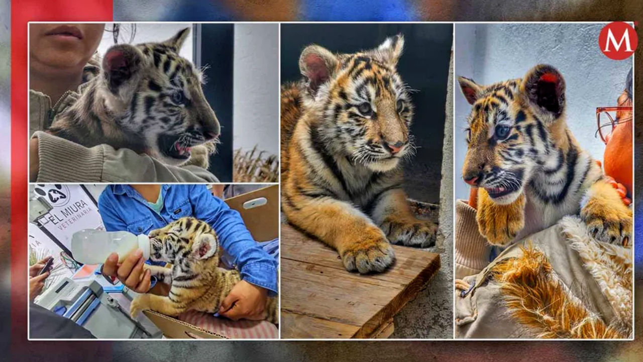 Realizan la primera crianza artificial de un tigre de bengala en Hidalgo