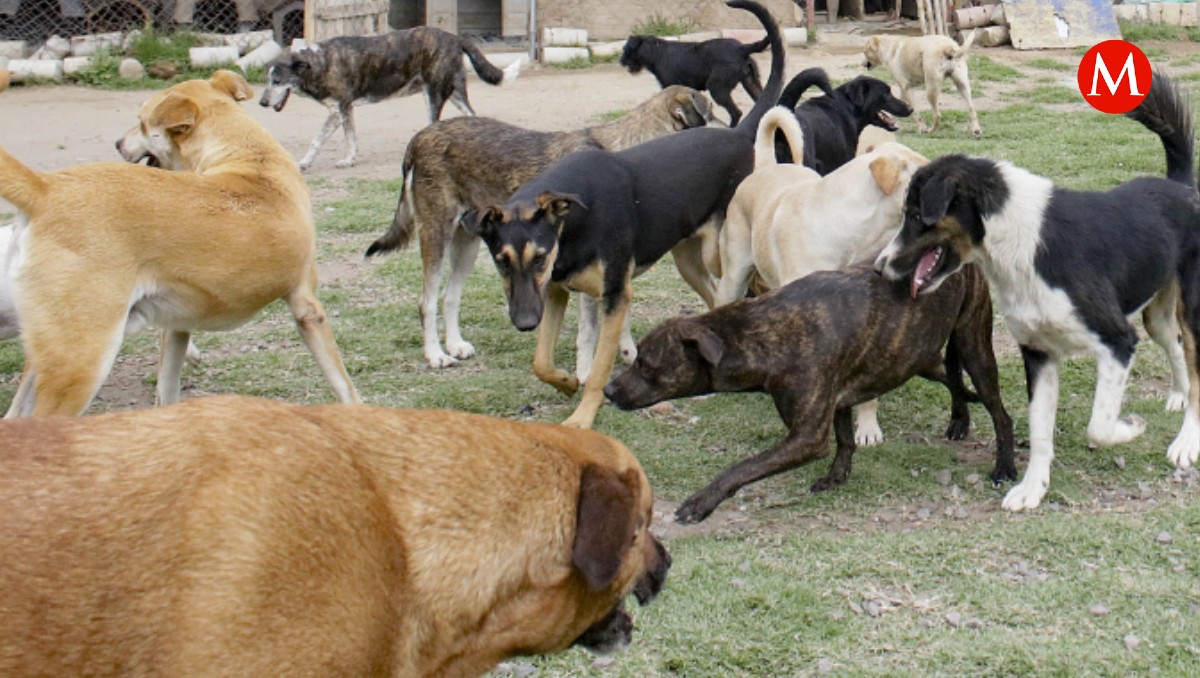 Perros rescatados en Puebla | Agencia Enfoque