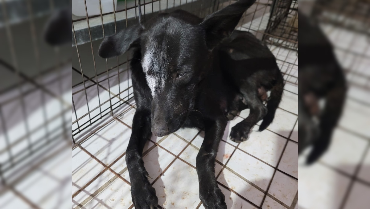 "La Negrita" se encuentra en recuperación tras haber sido atacada con un cuchillo en San Luis Río Colorado. | Especial