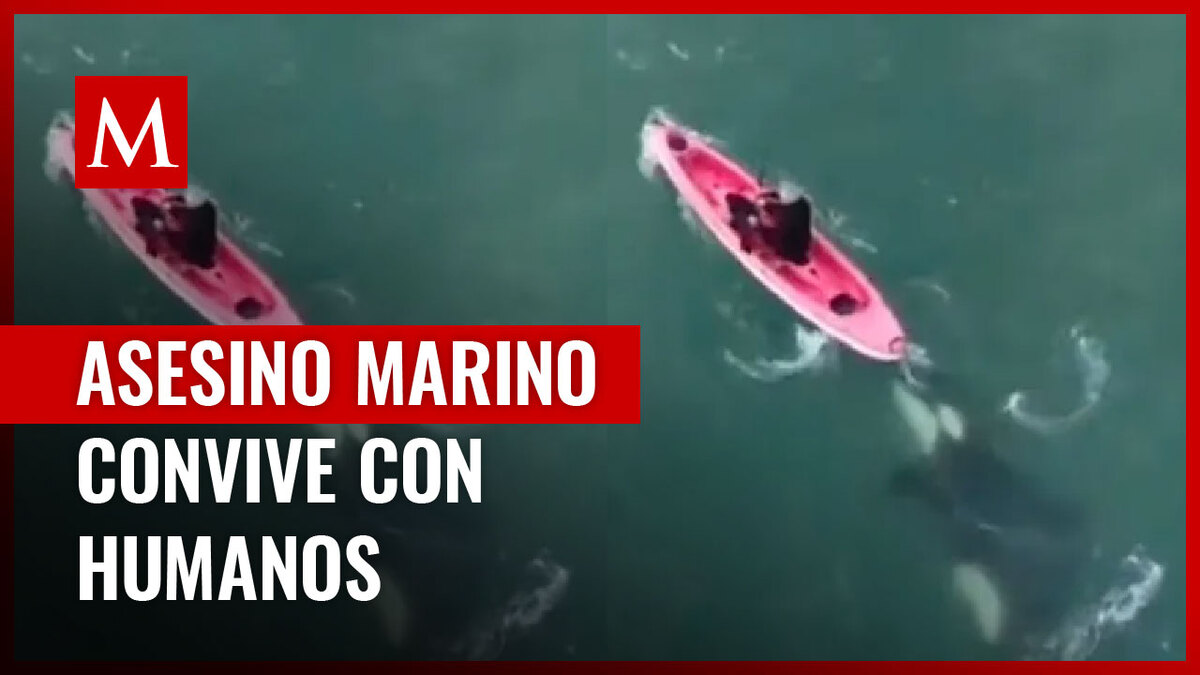 Orcas conviven con personas y el impactante video se populariza en redes sociales