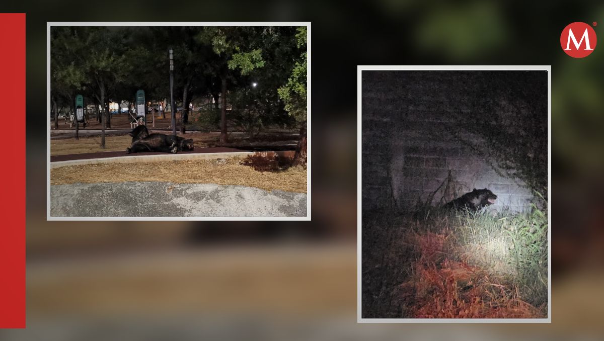 Aparentemente, el oso estaba en busca de comida | Especial
