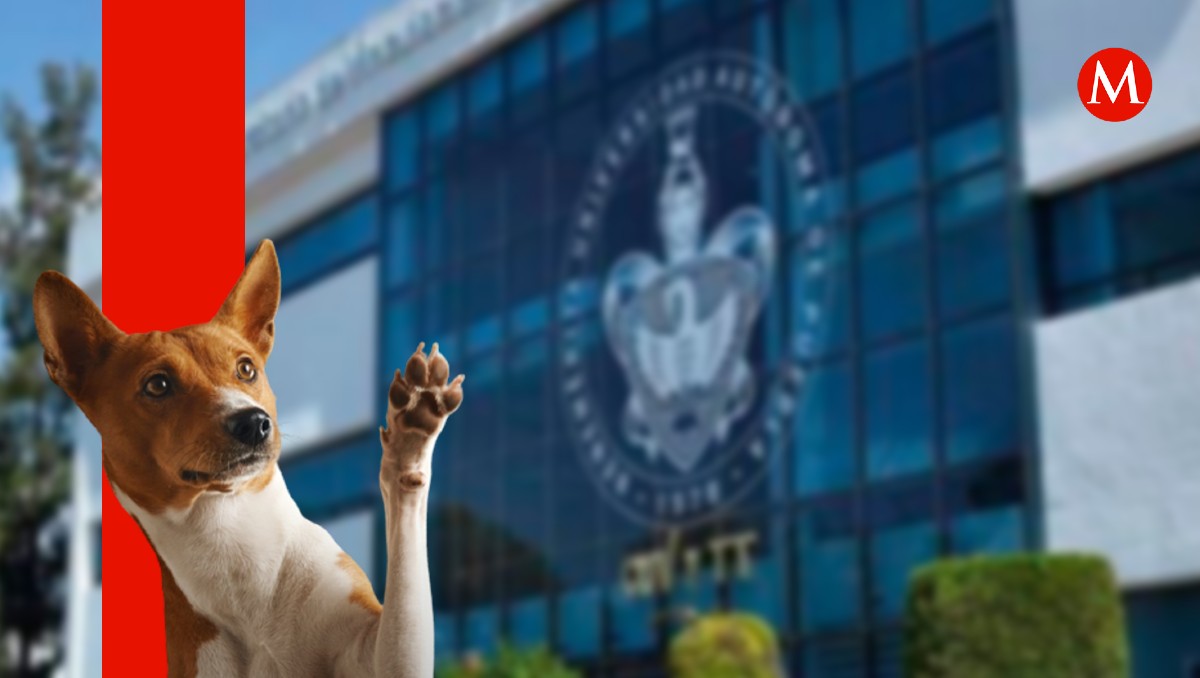 BUAP protege a perrita Enedina en su recuperación | Diseño Milenio