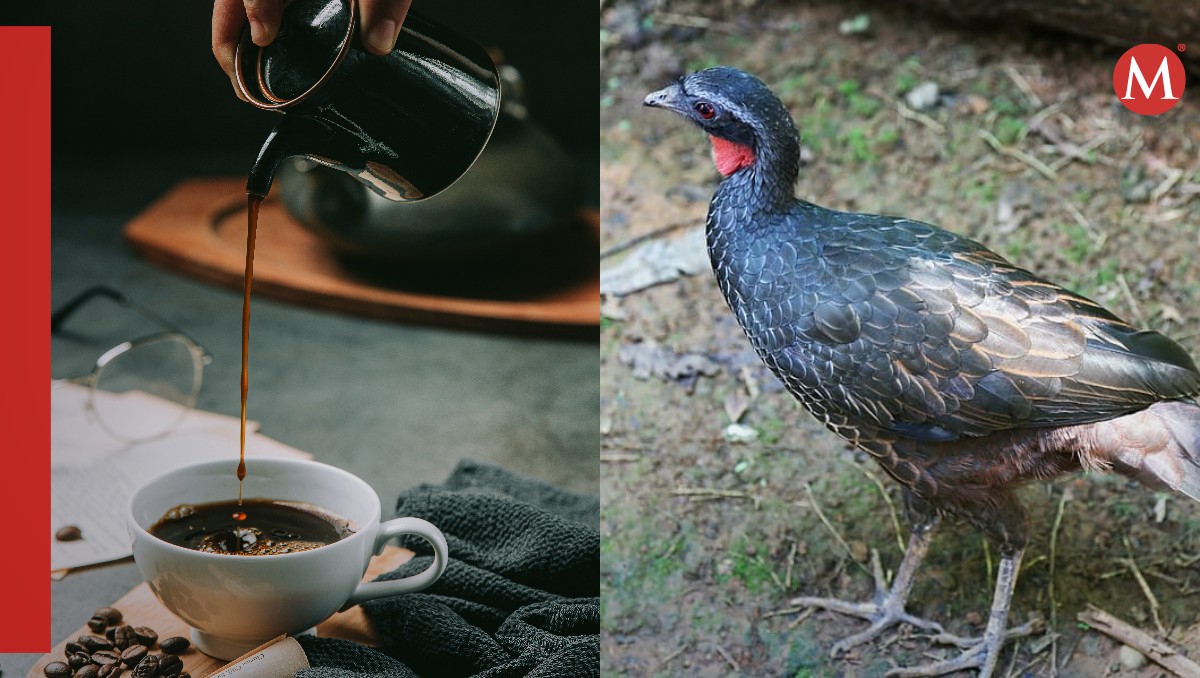 El café más lujoso de Brasil es creado con excremento de pájaro