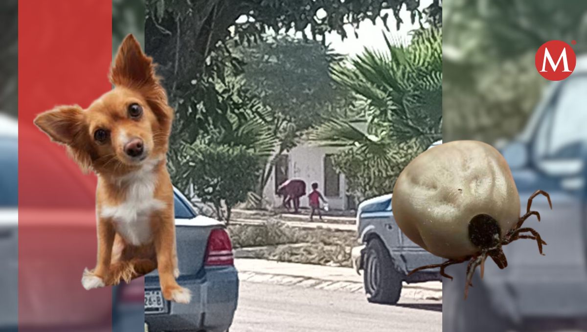 Vecinos señalan que lo hace muy seguido, sin importarle que las garrapatas se puedan quedar vivas en el parque y representan un riesgo.