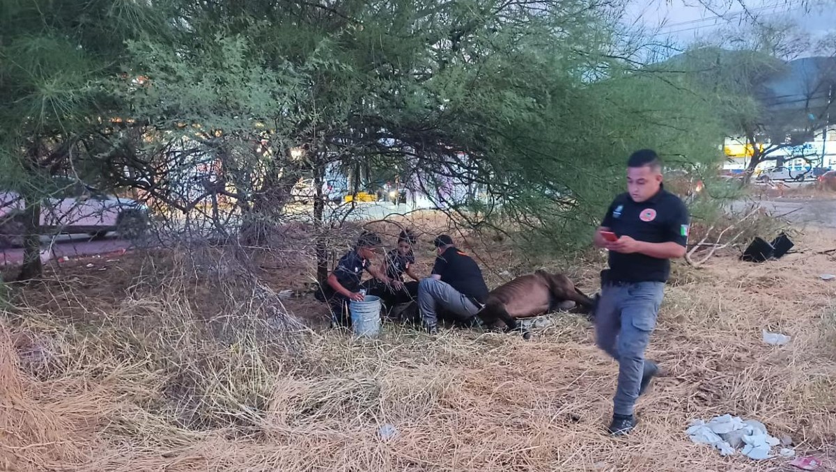 El caballo se encontraba en malas condiciones en el cruce de las avenidas Pablo Livas y Pedro Infante. | Especial