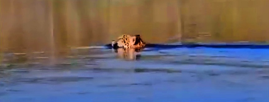 Captan en vídeo a un jaguar nadando en Río Lagartos, Yucatán