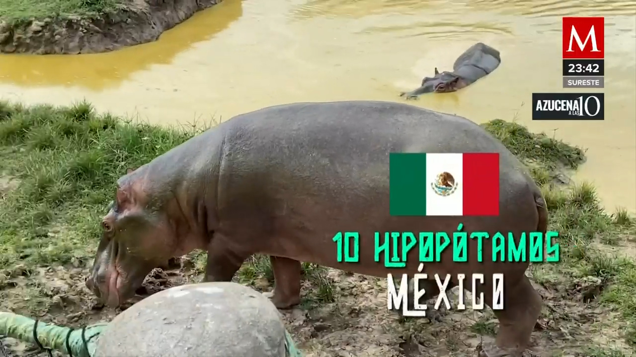 En Colombia avanza el traslado de hipopótamos a Sinaloa