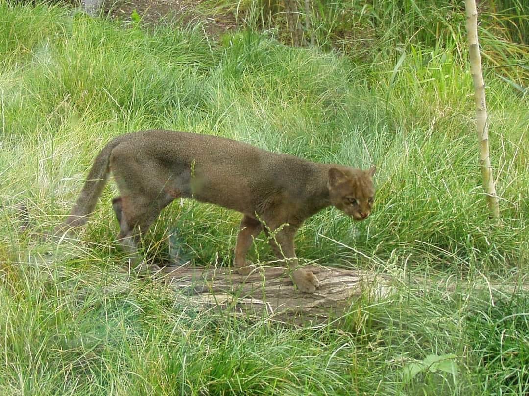 Felino agresivo en Mérida es capturado | Alejandro Ruvalcaba
