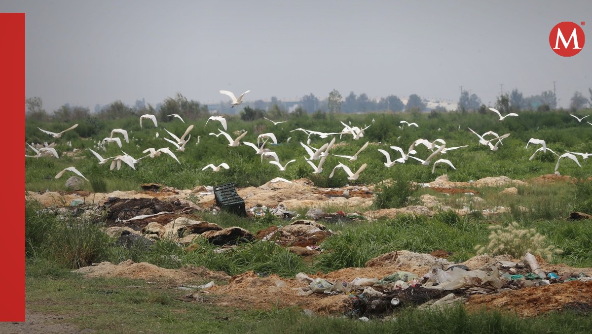 Incumplimiento de Protección Ambiental: Área Protegida en el Lago de Texcoco se Convierte en Tiradero Ilegal | Especial