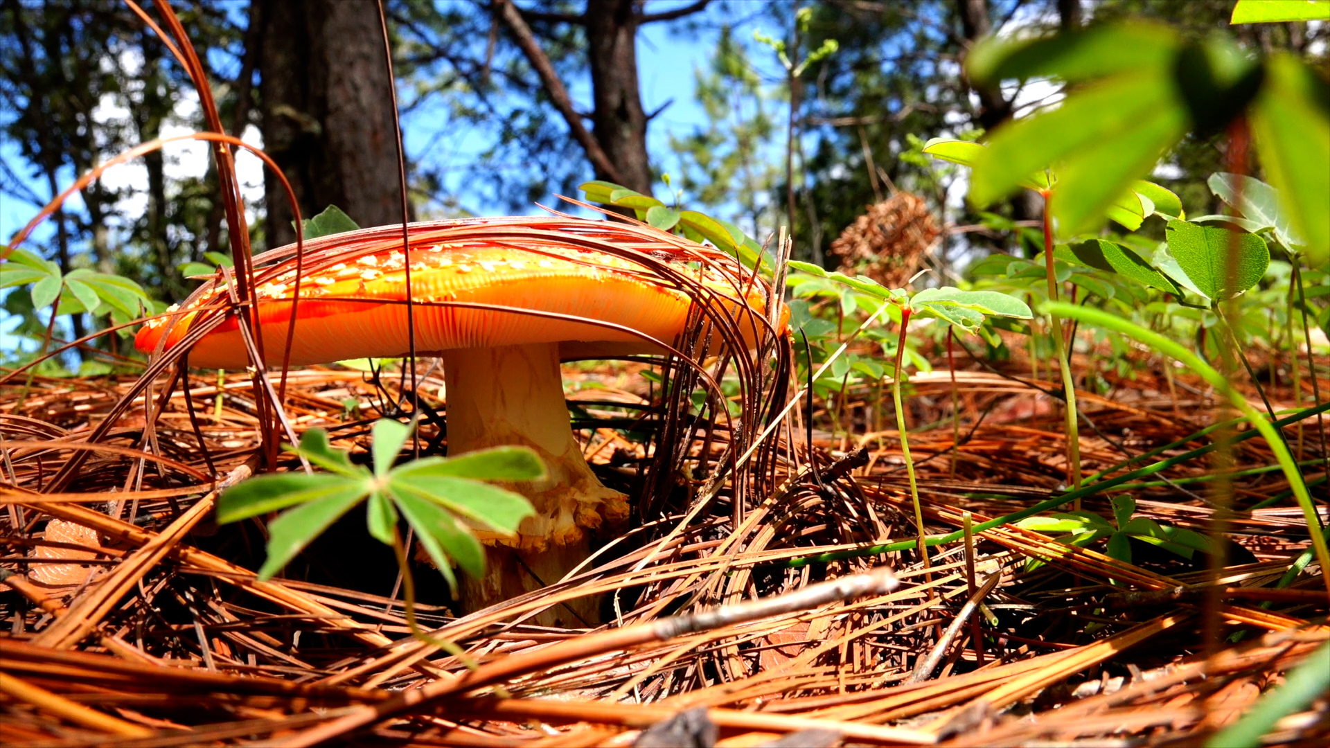 Identificando hongos en la Sierra de Álica | Conexión Milenio