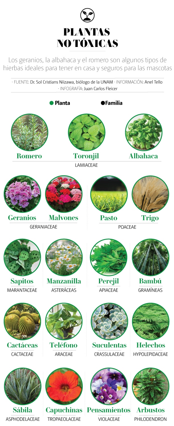 PLANTAS NO TÓXICAS PARA MASCOTAS