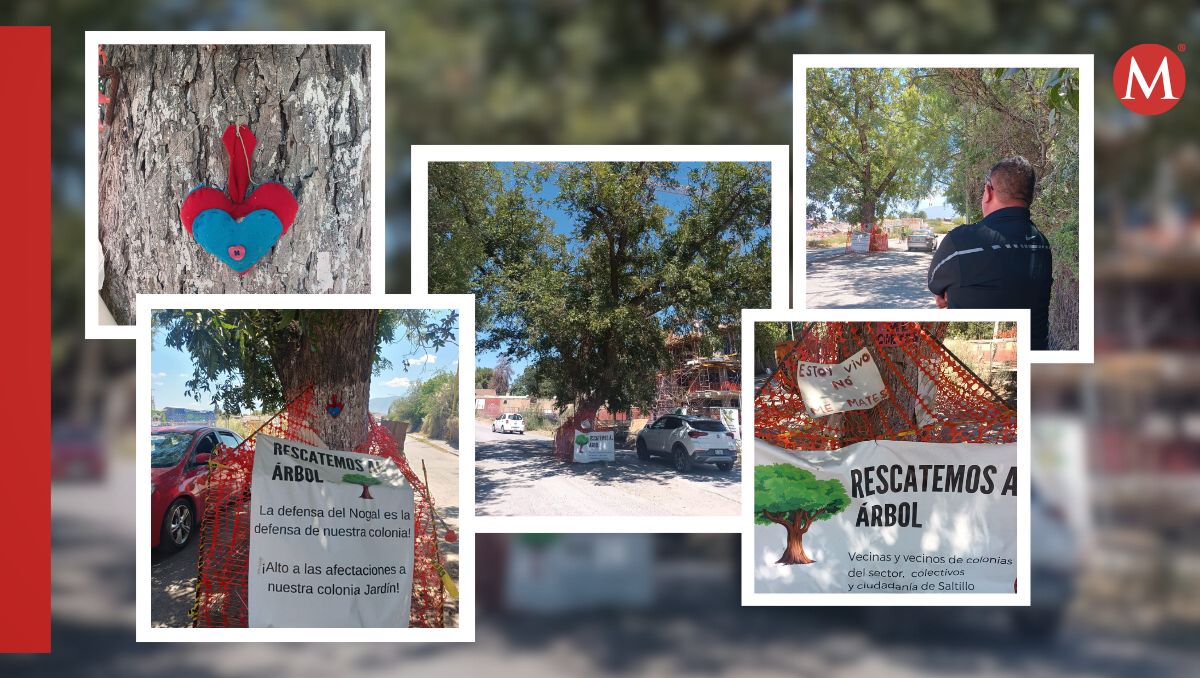 Un trabajador de Medio Ambiente de Saltillo, indicó que con la finalidad de garantizar que no se atente contra el árbol, hay vigilancia día y noche.