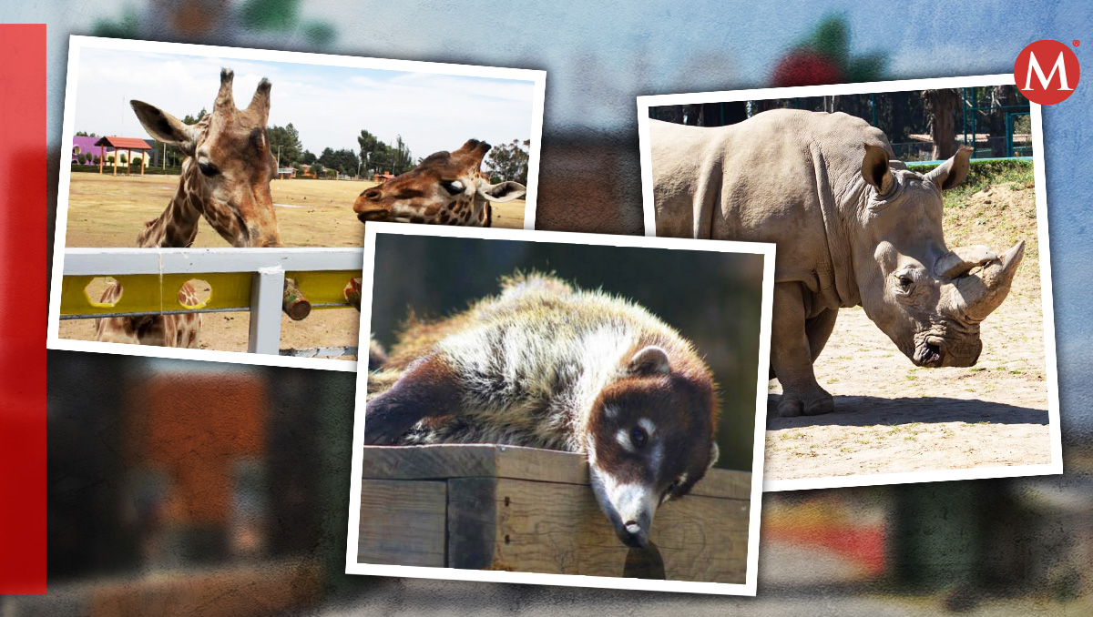El zoológico fue inaugurado el 11 de diciembre de 1980. Fotos (Especiales)