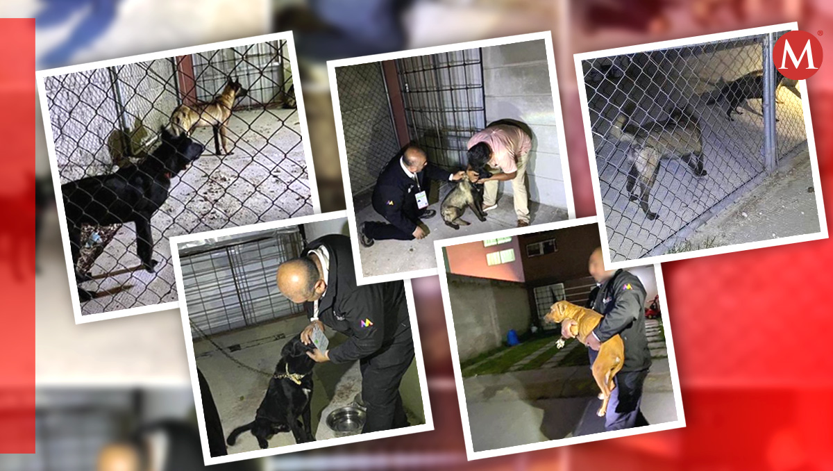 Gracias a una denuncia ciudadana se logró el rescate de 8 perritos | Especial