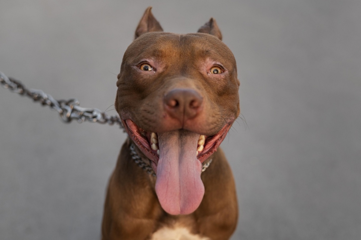 El pitbull estaba solo en la calle porque se le escapó a familiares del dueño. | Freepik