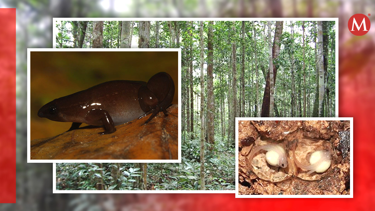 Tres nuevas especies de 'ranas invisibles' descubiertas en la Amazonía colombiana | Instituto Sinchi (web)